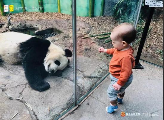 看！这是我的小孙子与熊猫的合影。